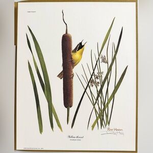 Ray Harm Pencil Signed Yellow Throat Warbler Print 12x15 Vintage 1973 Nature Art